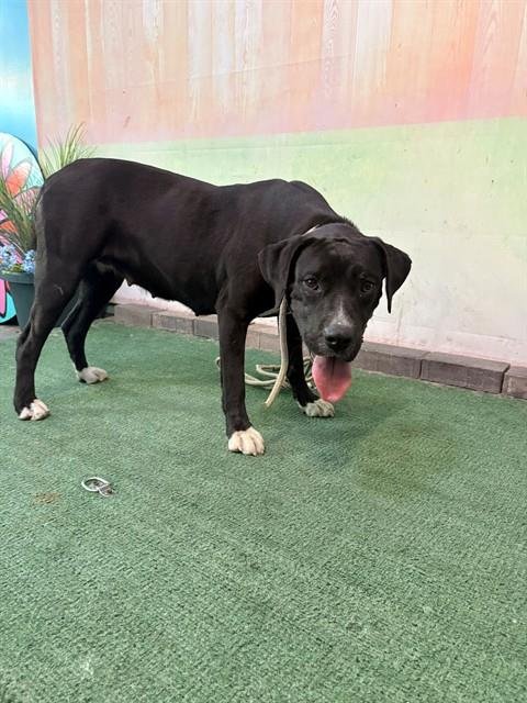 ROSIE - Pit Bull Terrier available for adoption