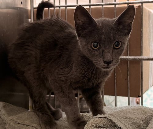A5794521 - Domestic Short Hair available for adoption