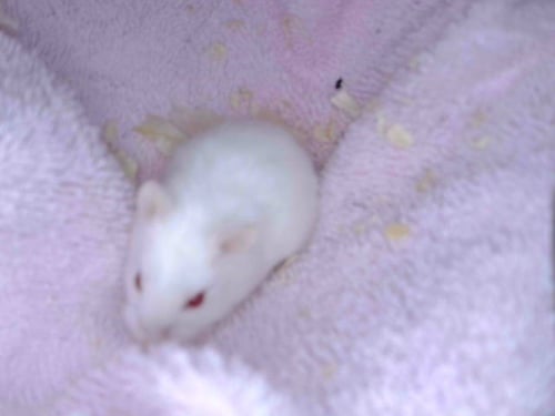 HAMSTER#11