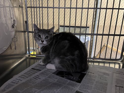 LOCK - Domestic Short Hair available for adoption