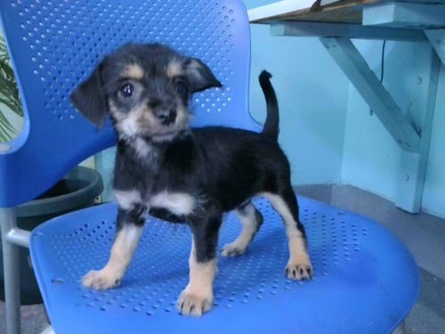 A5766743 - Terrier available for adoption