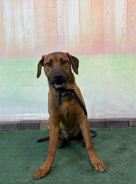 HUCKLEBERRY - Rhodesian Ridgeback available for adoption