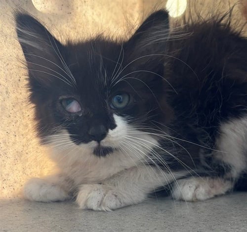 A5797596 - Domestic Medium Hair available for adoption