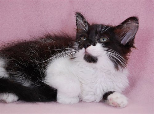 ANGEL - Domestic Medium Hair available for adoption
