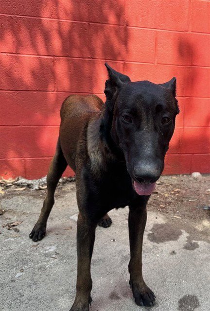 A5766617 - Belgian Shepherd Malinois available for adoption