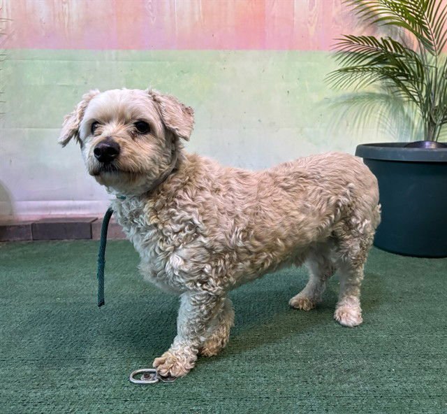 TEDDY - Poodle (Miniature) available for adoption