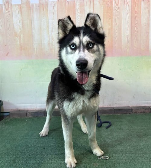 OBIE - Siberian Husky available for adoption