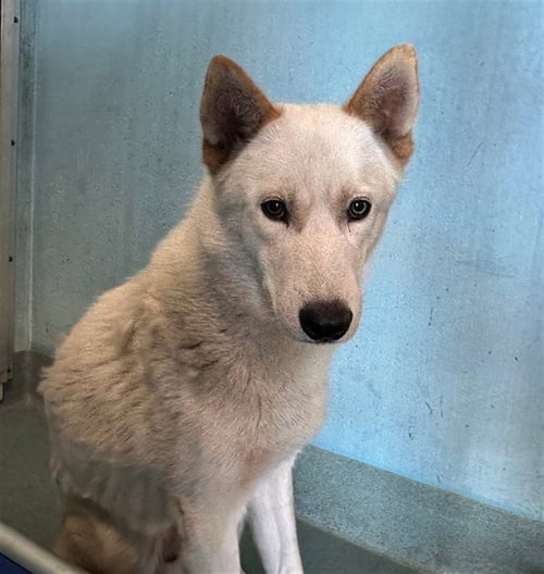 MCCLAIN - Siberian Husky available for adoption
