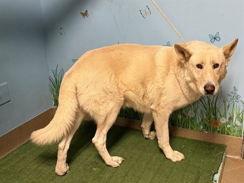 ANDERSON - Jindo (Korean) / Carolina Dog available for adoption