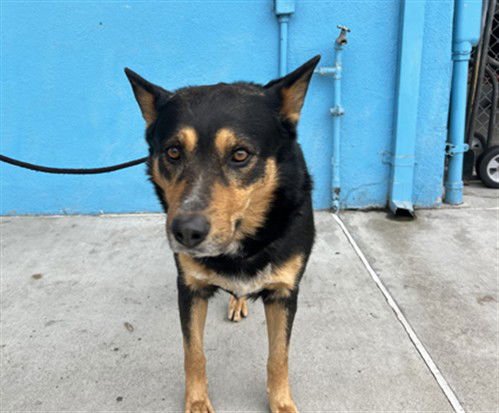 CAPTAIN - German Shepherd Dog available for adoption