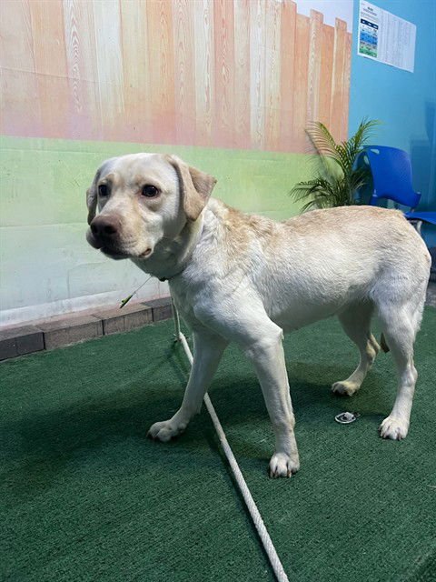 CIELO - Labrador Retriever available for adoption