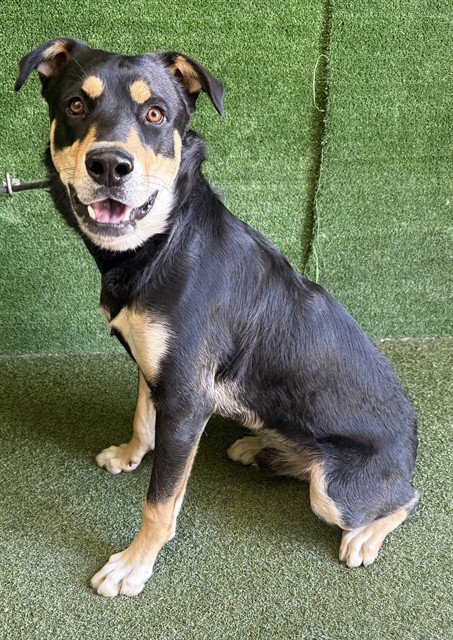 PHINEAS - German Shepherd Dog available for adoption