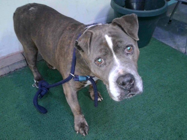 HOLLEY - Pit Bull Terrier available for adoption