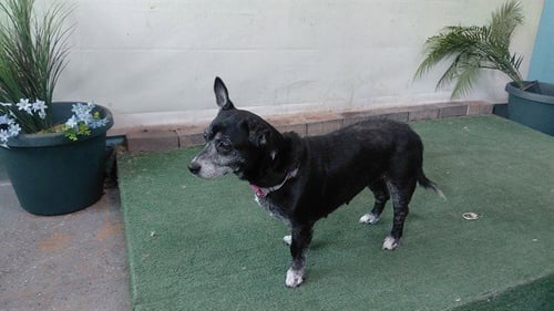SALSA - Chihuahua available for adoption
