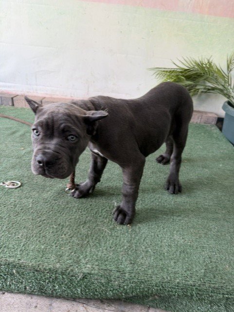 A5791447 - Cane Corso Mastiff available for adoption