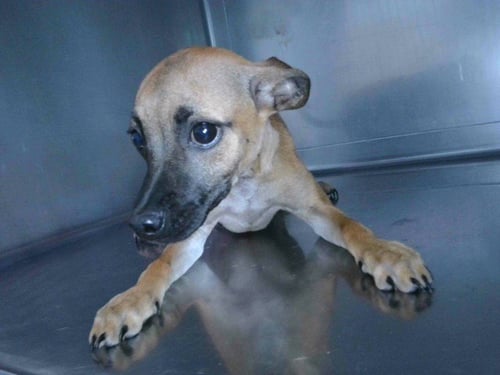 NOVA - Terrier / Chihuahua available for adoption