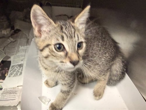 A5790768 - Domestic Medium Hair available for adoption