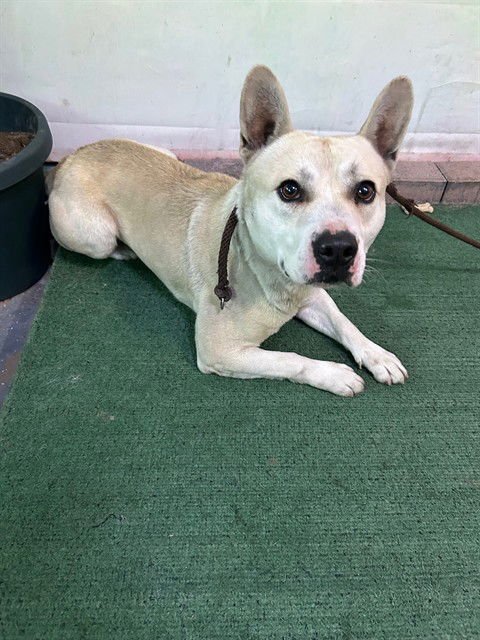 PANCHO - Pit Bull Terrier available for adoption