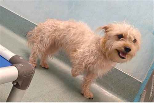 MONA - Chihuahua / Terrier available for adoption