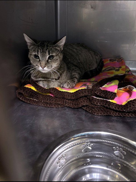 QUEEN - Domestic Short Hair available for adoption