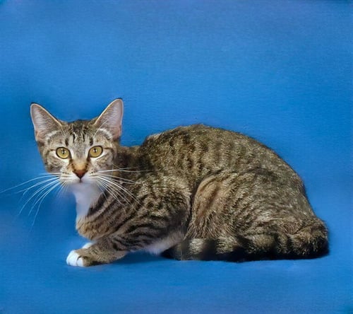 AURELIA - Domestic Short Hair available for adoption