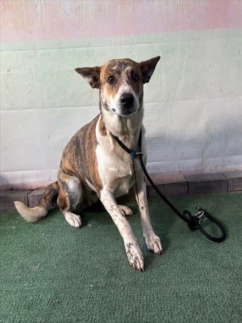 OLIVIA - German Shepherd Dog available for adoption