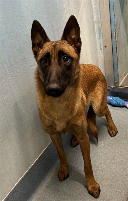 POLY STYRENE - Belgian Shepherd Malinois available for adoption