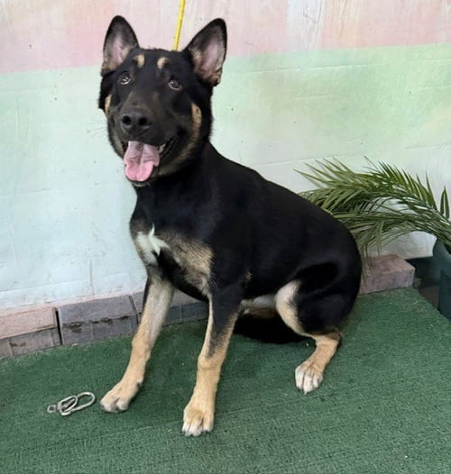 A5789718 - German Shepherd Dog available for adoption