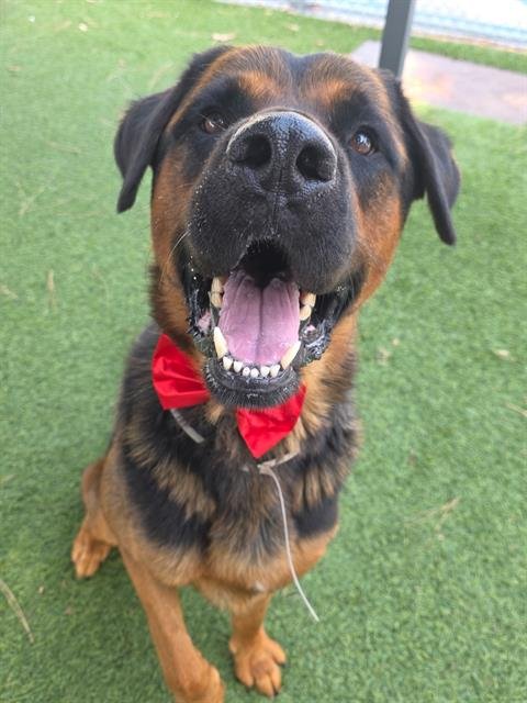 AL - Rottweiler available for adoption