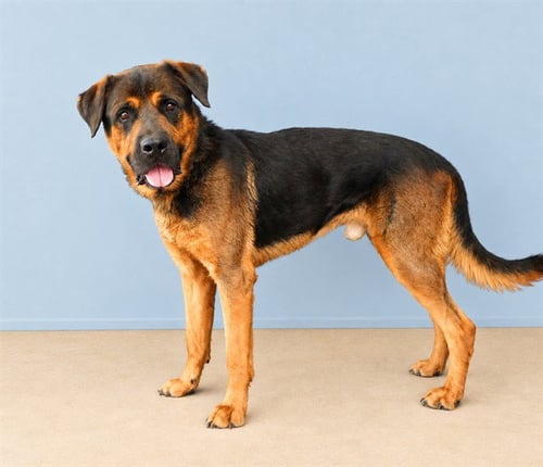 AL - Rottweiler available for adoption