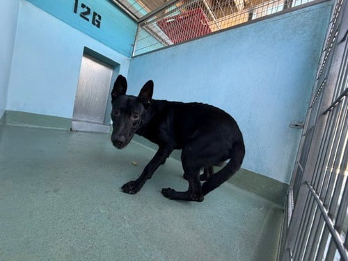 MILO - German Shepherd Dog available for adoption