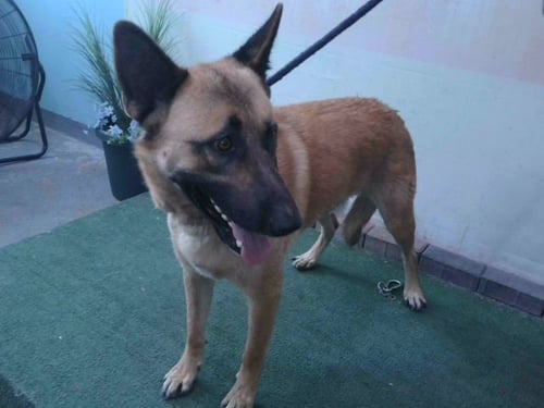 LUCKY - German Shepherd Dog available for adoption