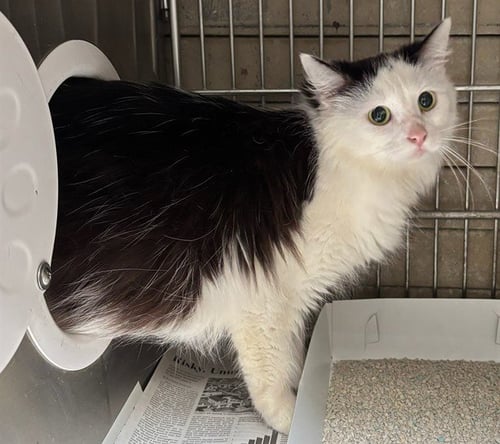 FIFI - Domestic Short Hair available for adoption