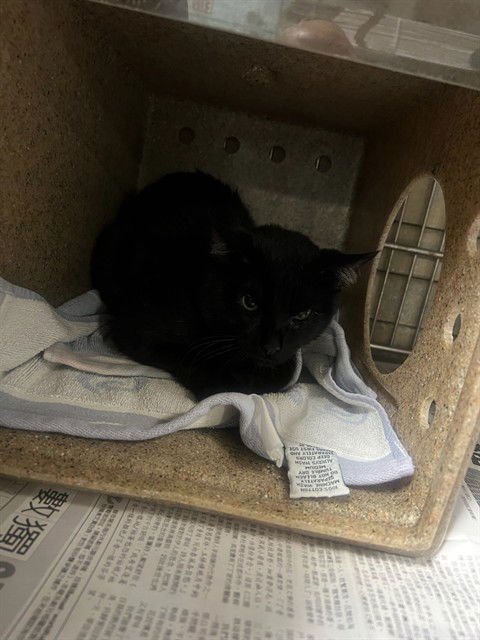 DUSK - Domestic Short Hair available for adoption