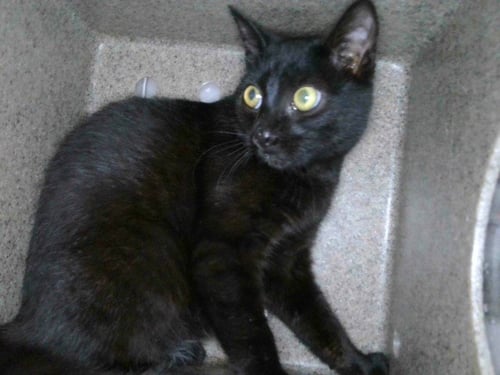 BABY CAT - Domestic Short Hair available for adoption