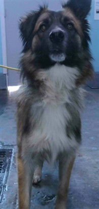 ROCKY - Siberian Husky available for adoption