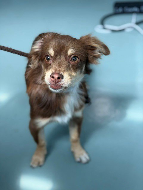 A5803435 - Chihuahua available for adoption