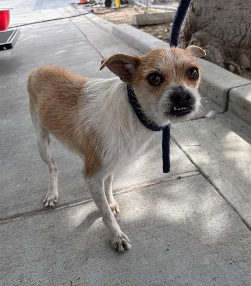 A5766179 - Terrier available for adoption