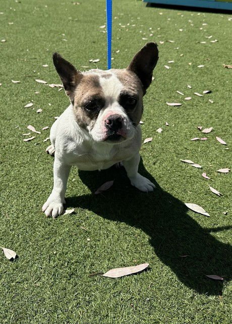 BRIDGET - French Bulldog available for adoption