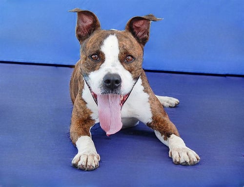 BRASS - Boxer available for adoption