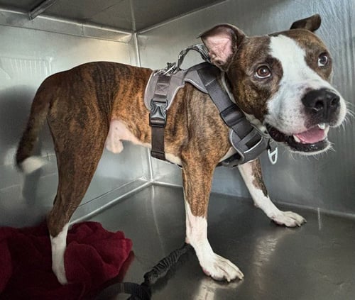 BRASS - Boxer available for adoption