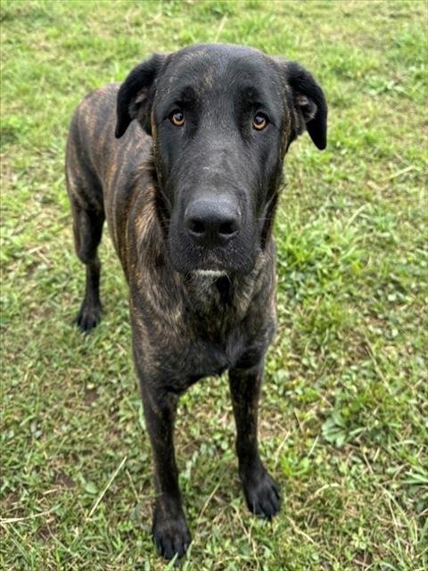 DANTE - Cane Corso Mastiff available for adoption