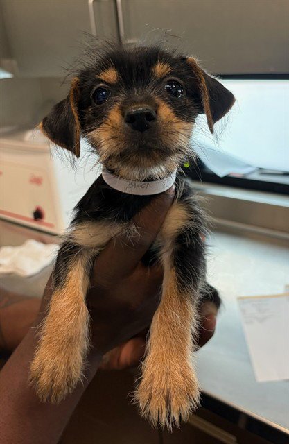 A5806646 - Chihuahua available for adoption