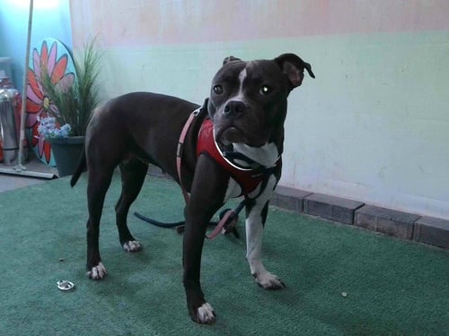 A5768469 - Boxer available for adoption