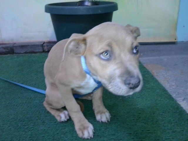 SHY GIRL - Pit Bull Terrier available for adoption