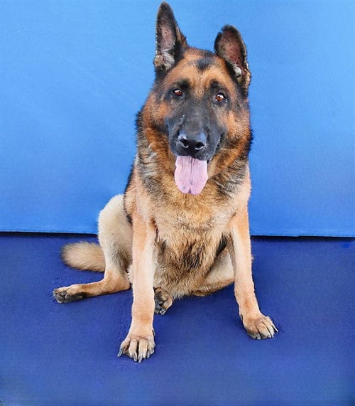 JED VERA - German Shepherd Dog available for adoption