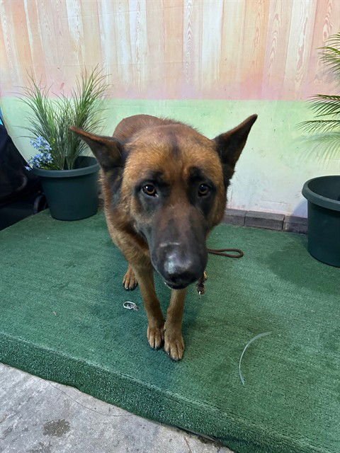 YUABEN - German Shepherd Dog available for adoption