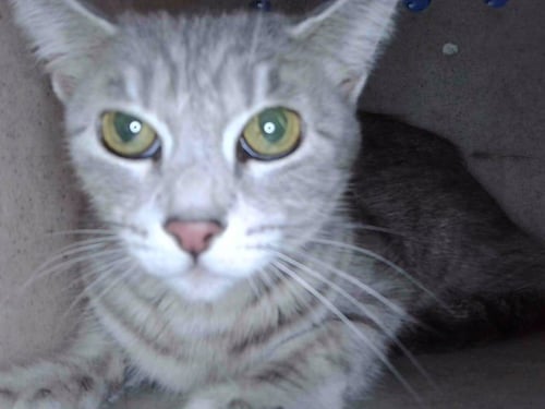 GENIE - Domestic Short Hair available for adoption