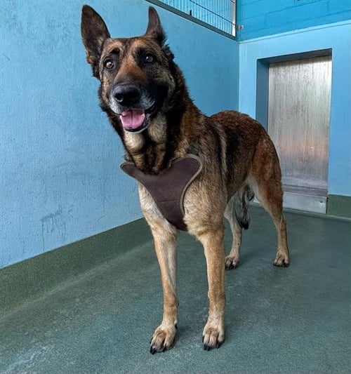 YARA - German Shepherd Dog available for adoption