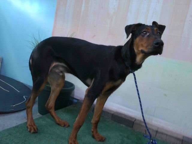 ROCKY - Doberman Pinscher available for adoption